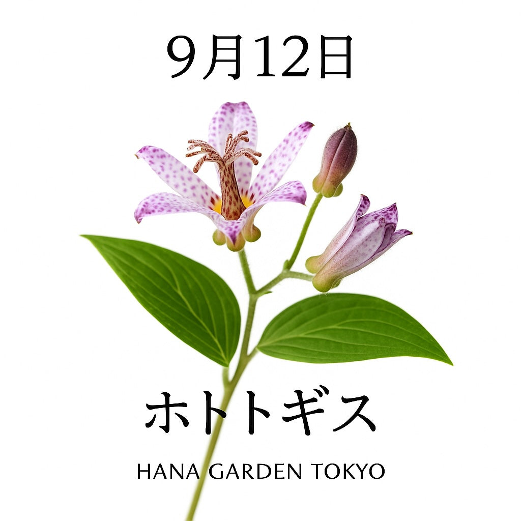 9月12日の誕生花はホトトギス｜斑点模様が美しい秋の花