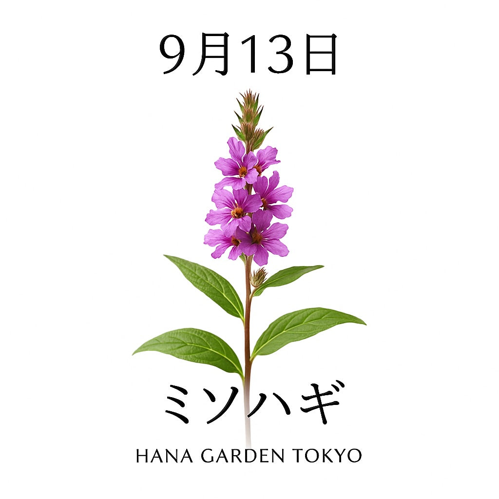9月13日の誕生花はミソハギ｜しなやかに咲く紫の花