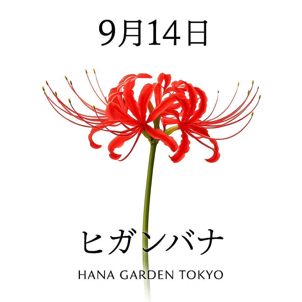 9月14日の誕生花はヒガンバナ｜鮮烈な赤が秋を告げる花