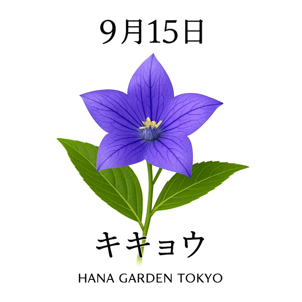 9月15日の誕生花はキキョウ｜秋の澄んだ空を映す星形の花
