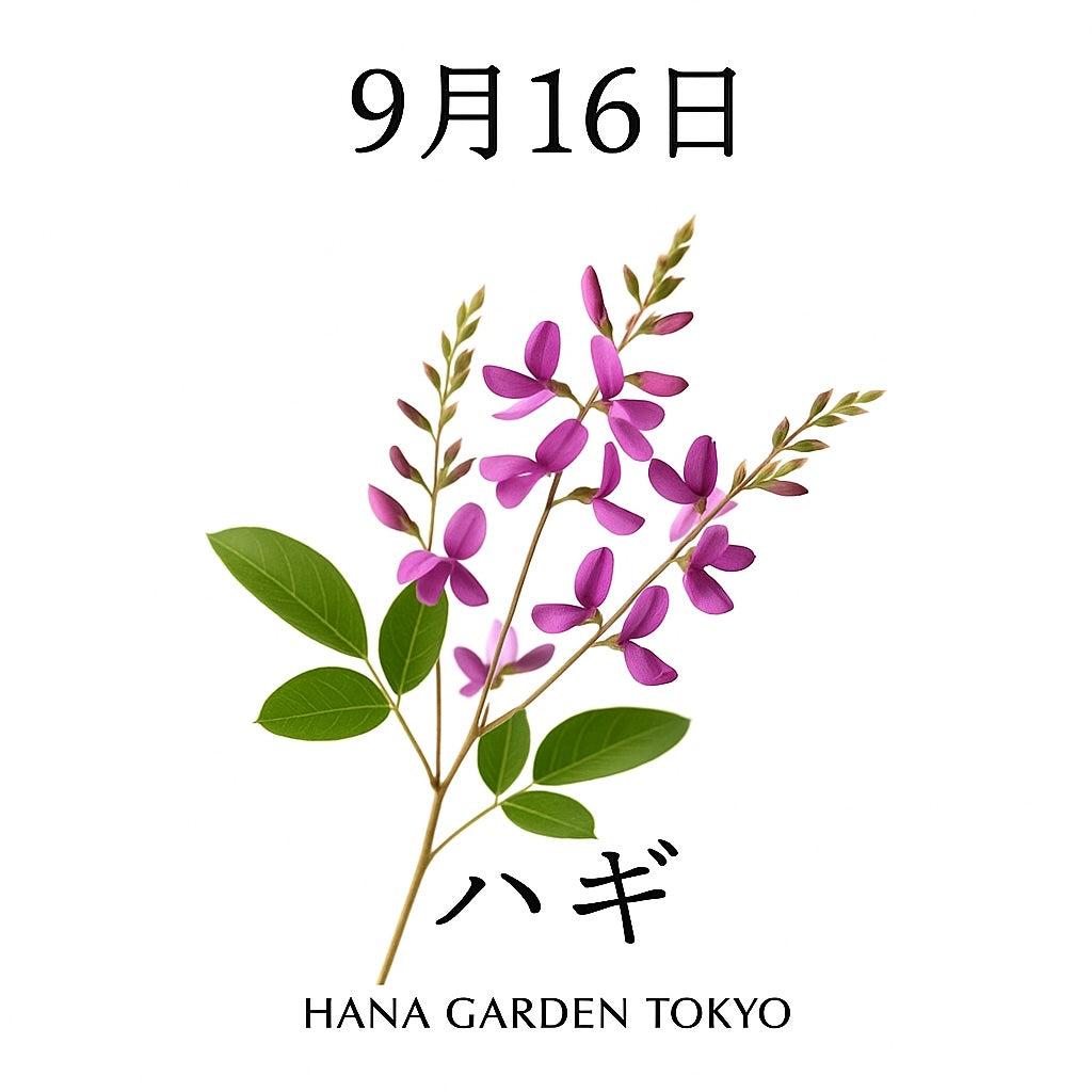 9月16日の誕生花はハギ｜秋の野を彩る繊細な花