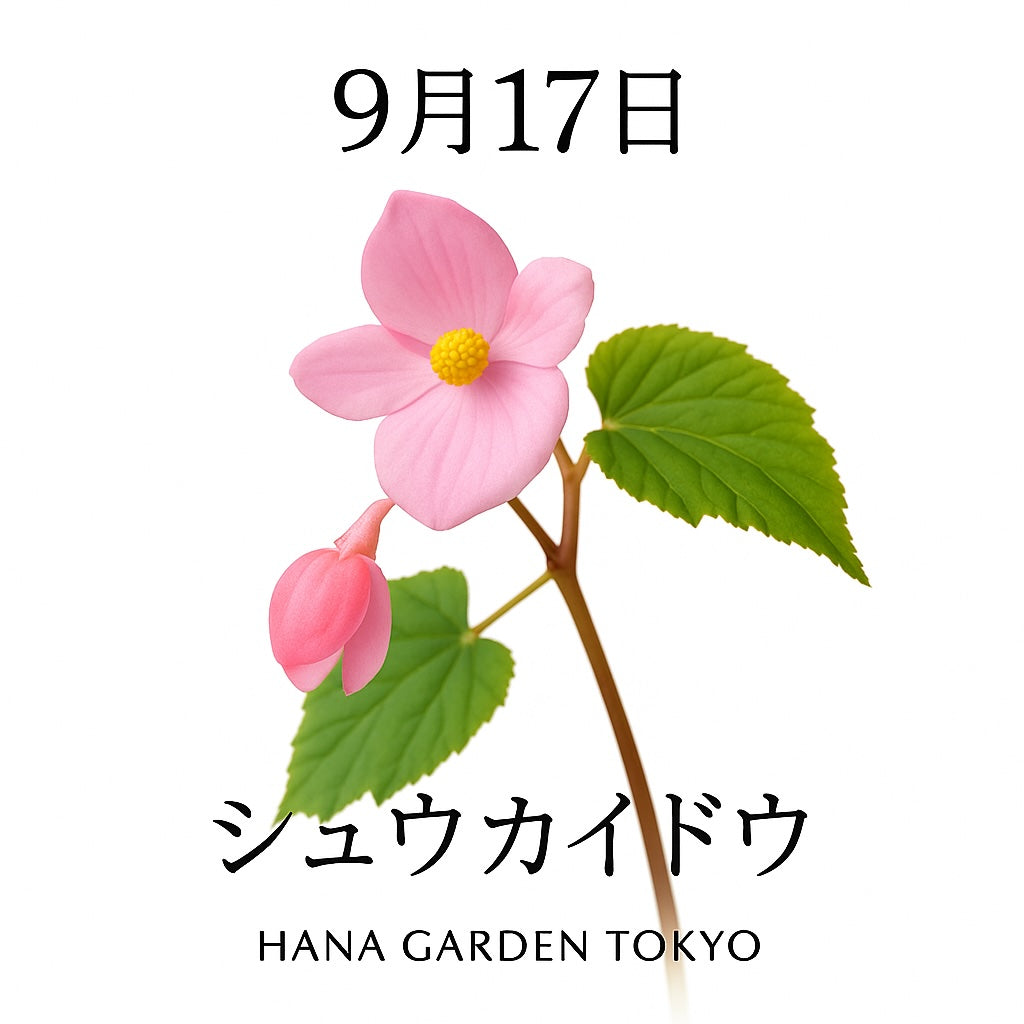 9月17日の誕生花はシュウカイドウ｜淡い紅色が風に揺れる秋の花