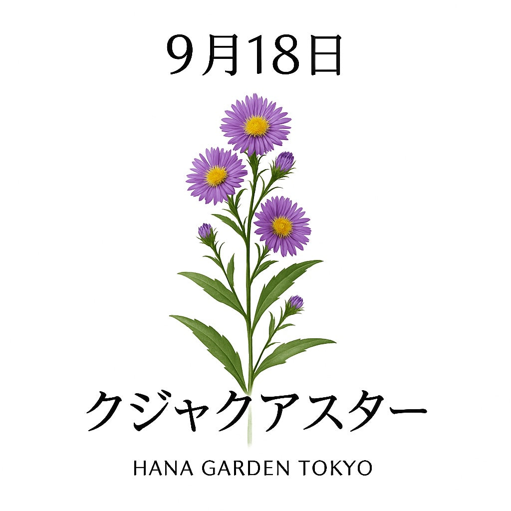 9月18日の誕生花はクジャクアスター｜小花が集まり咲く華やかな姿