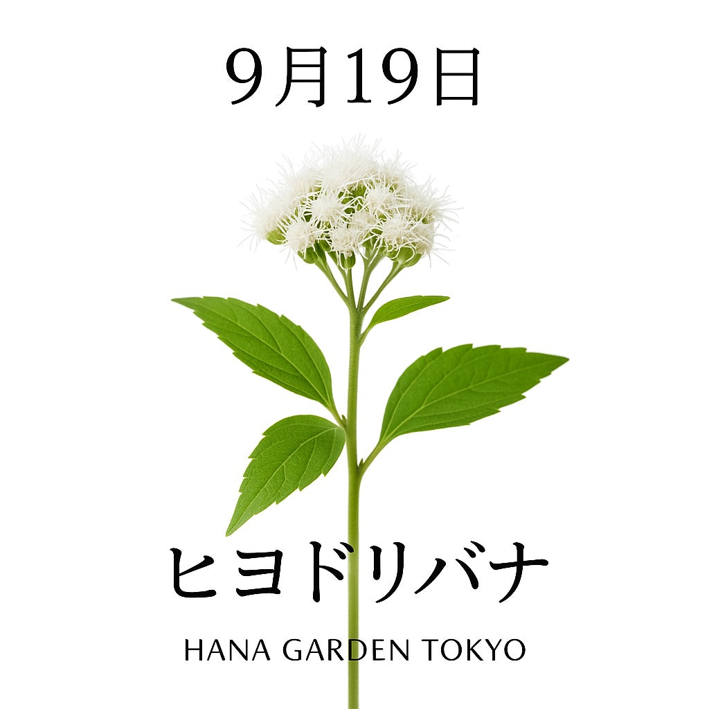9月19日の誕生花はヒヨドリバナ｜秋風に揺れる白い花