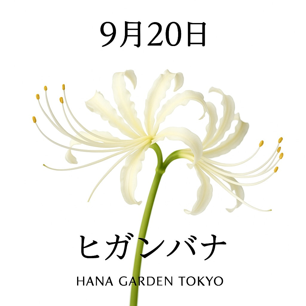 9月20日の誕生花は白いヒガンバナ｜清らかに咲く曼珠沙華