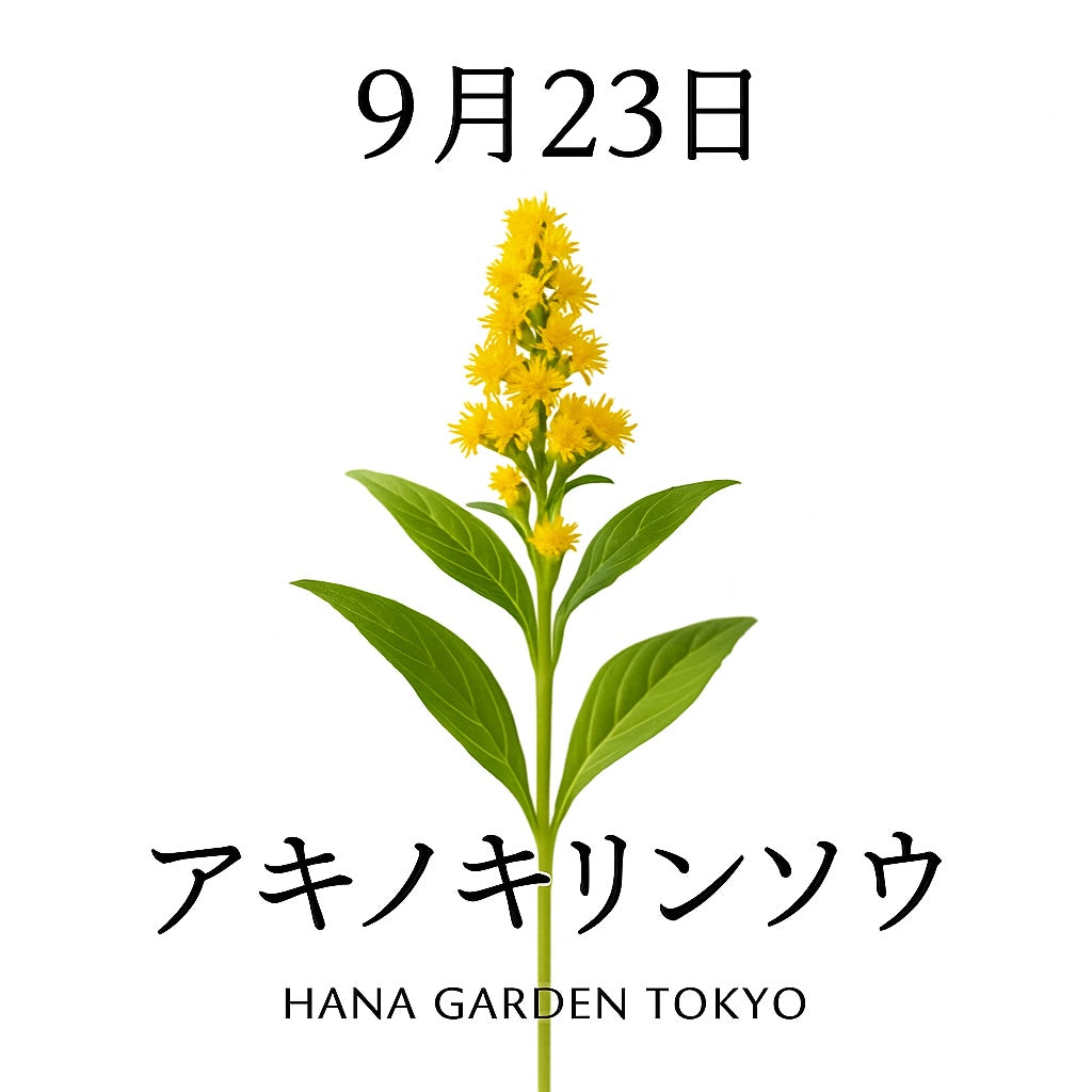 9月23日の誕生花はアキノキリンソウ｜黄金色に咲き誇る秋の野花