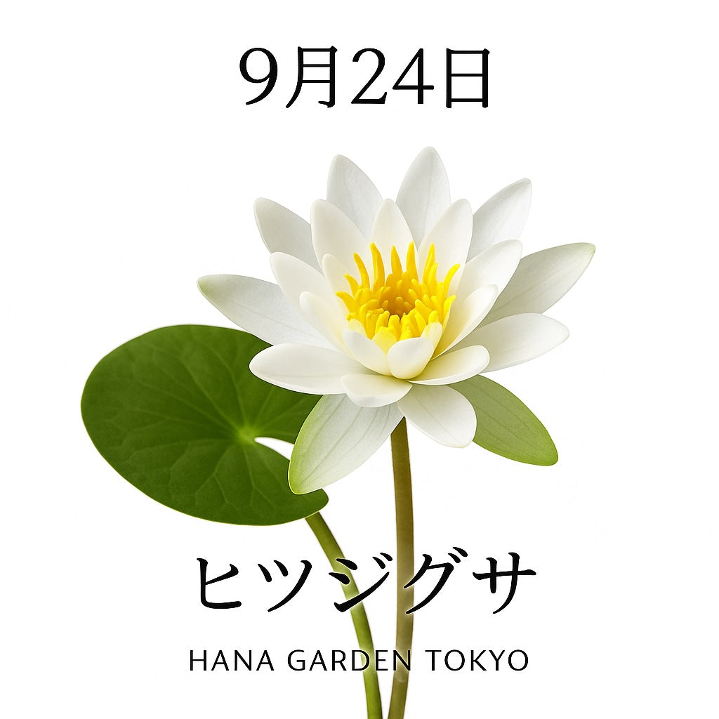 9月24日の誕生花はヒツジグサ｜静かに水面を彩る白い睡蓮