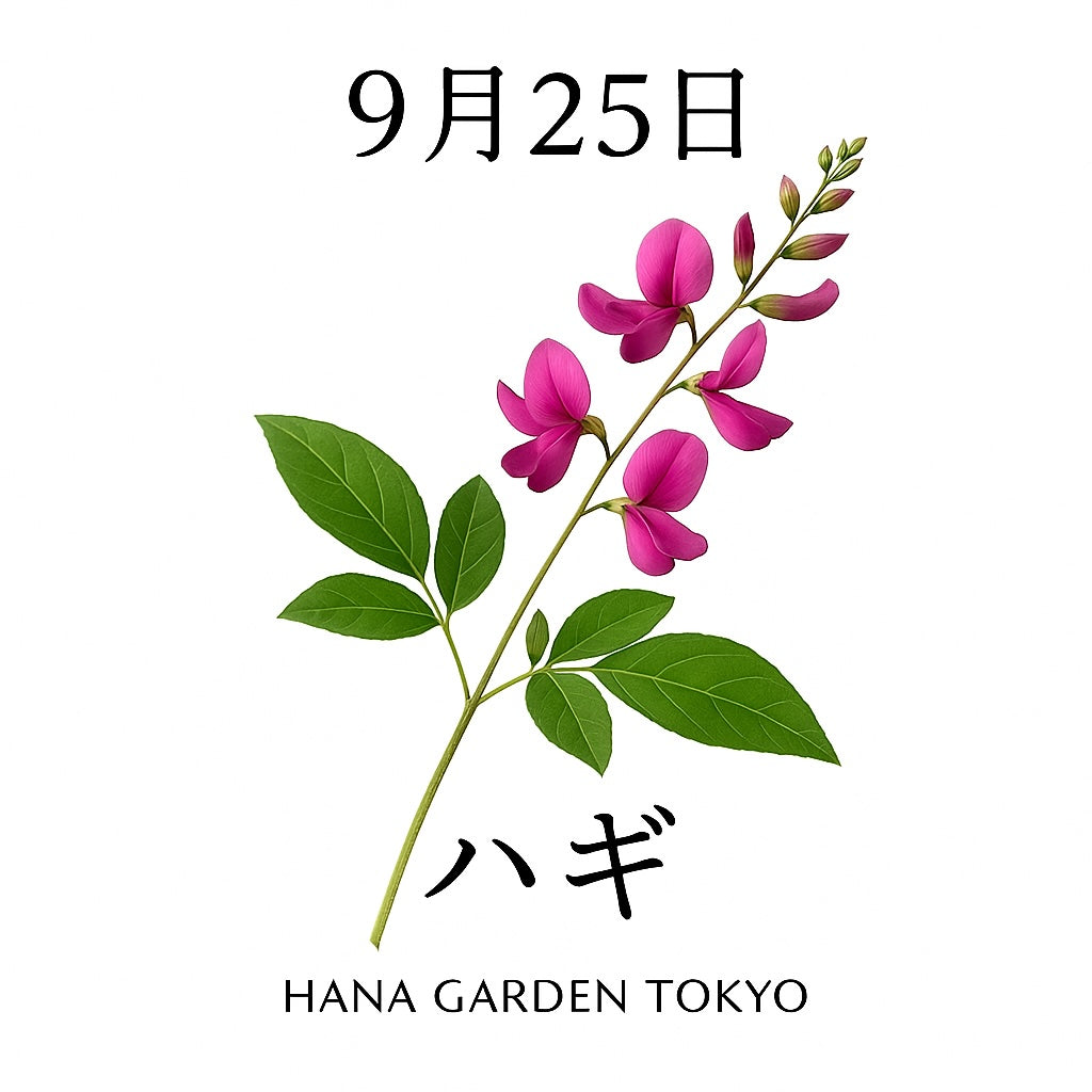 9月25日の誕生花はハギ｜秋風に揺れる優雅な花