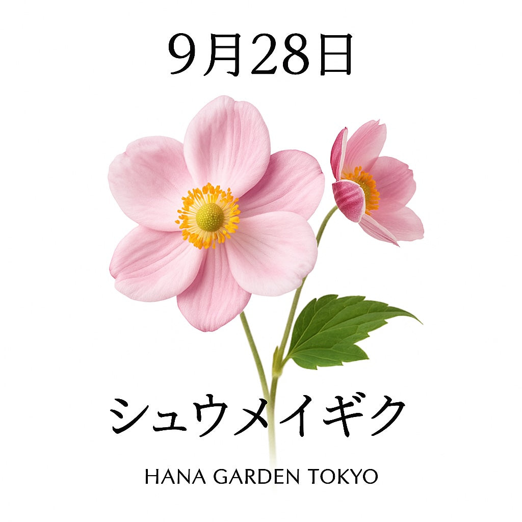 9月28日の誕生花はシュウメイギク｜秋に咲く気品ある花