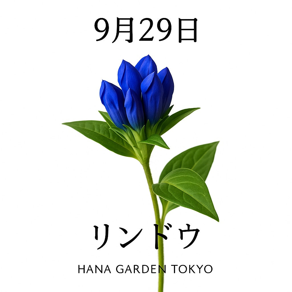 9月29日の誕生花はリンドウ｜深い青紫が映える秋の花
