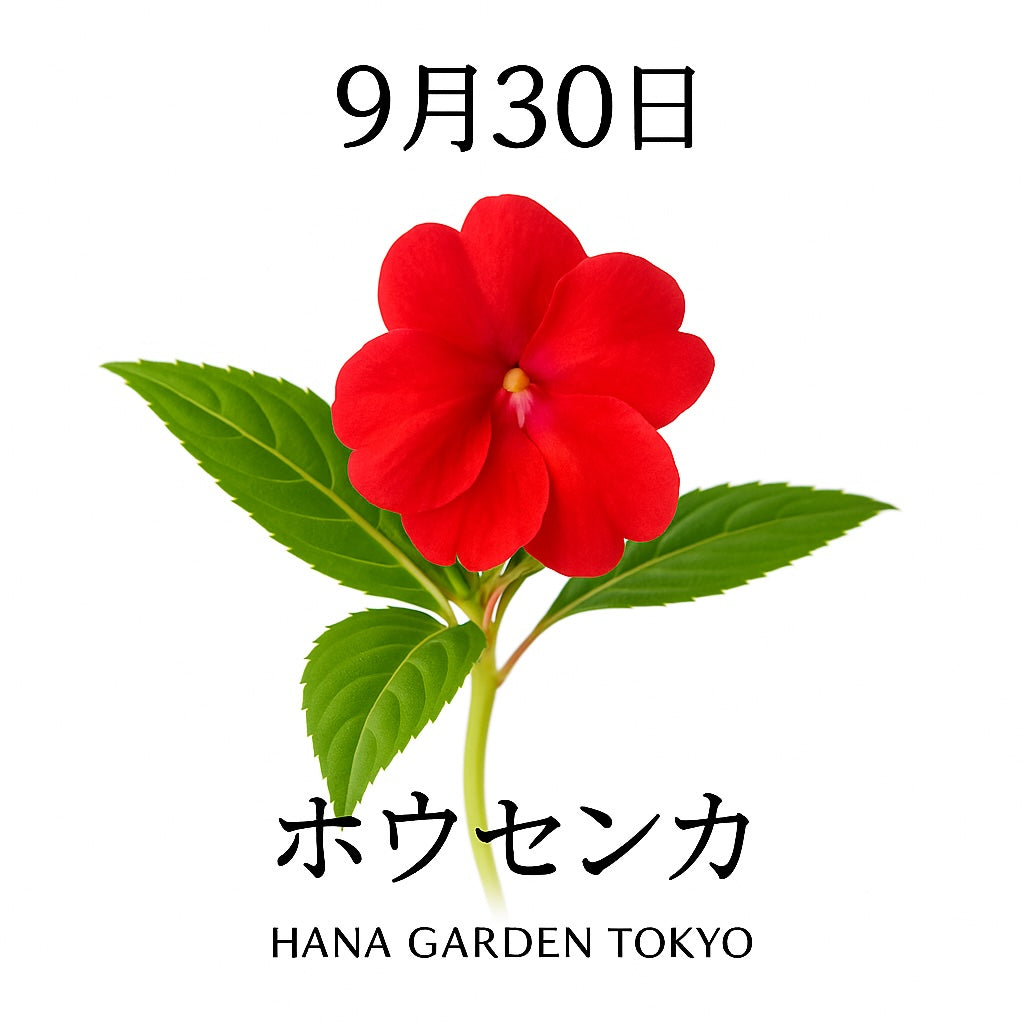 9月30日の誕生花はホウセンカ｜色鮮やかに咲く秋の花