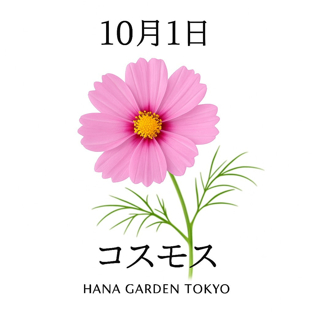 10月1日の誕生花はコスモス｜秋風に揺れる可憐な花