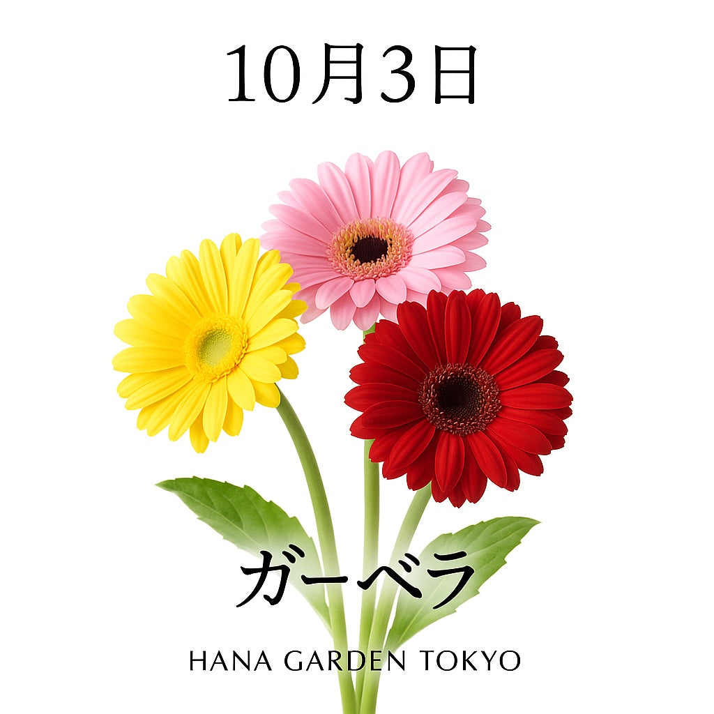 10月3日の誕生花はガーベラ｜元気と希望を届ける花