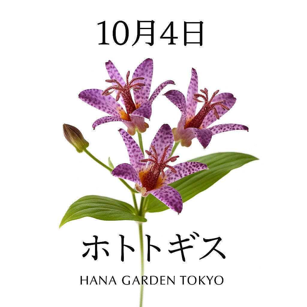 10月4日の誕生花はホトトギス｜斑点模様が美しい秋の花