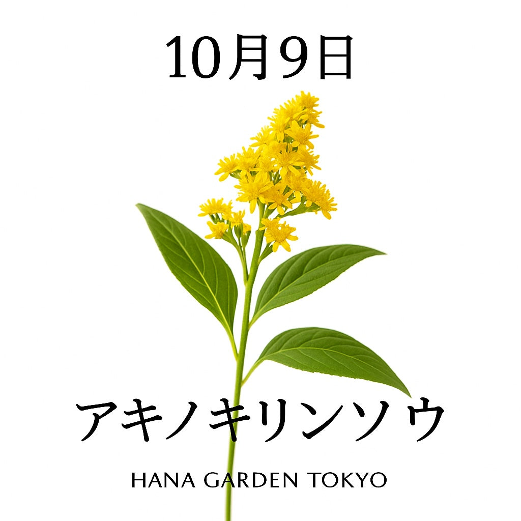 10月9日の誕生花はアキノキリンソウ｜黄金色に輝く秋の草花