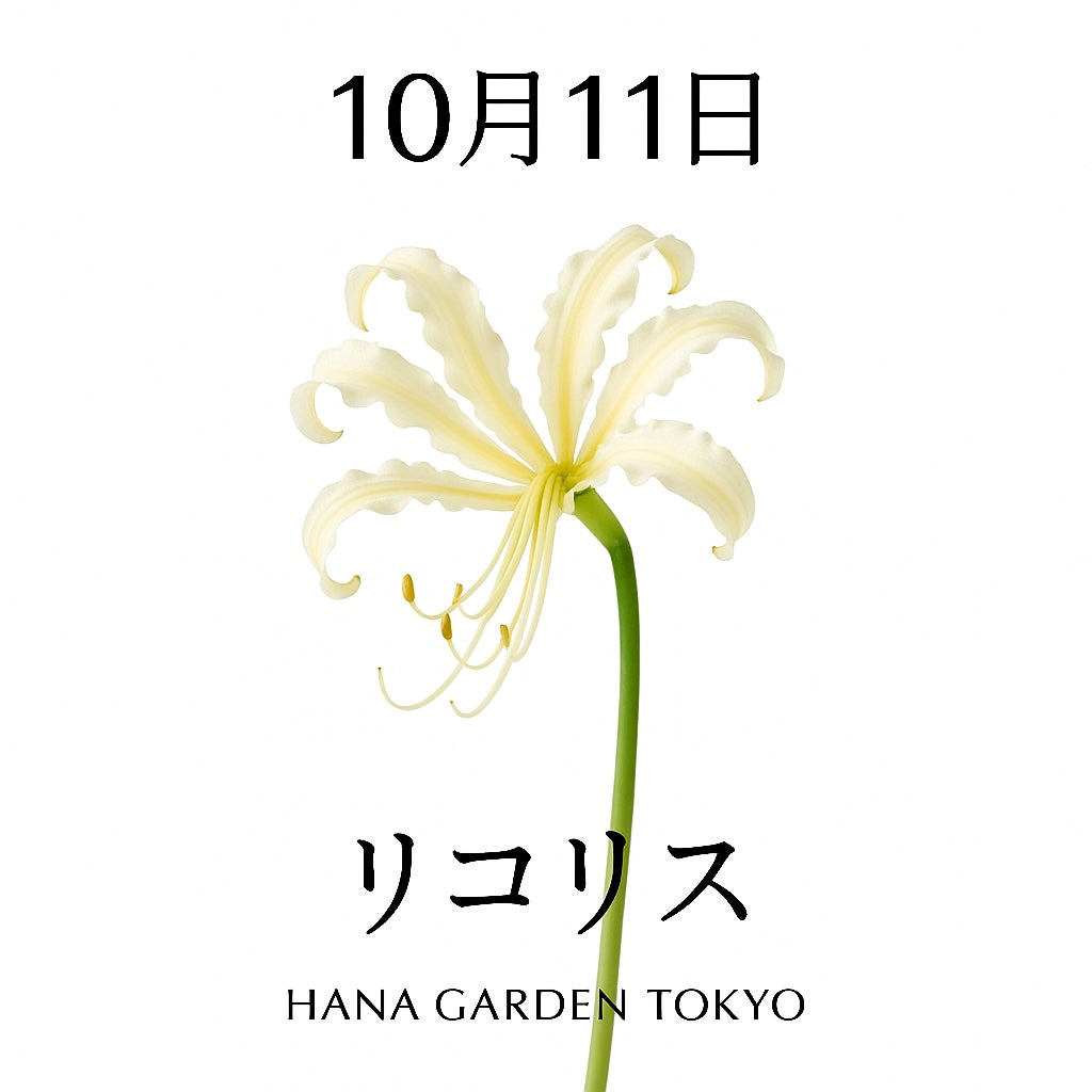 10月11日の誕生花はリコリス（白）｜静けさと品をまとう秋の花
