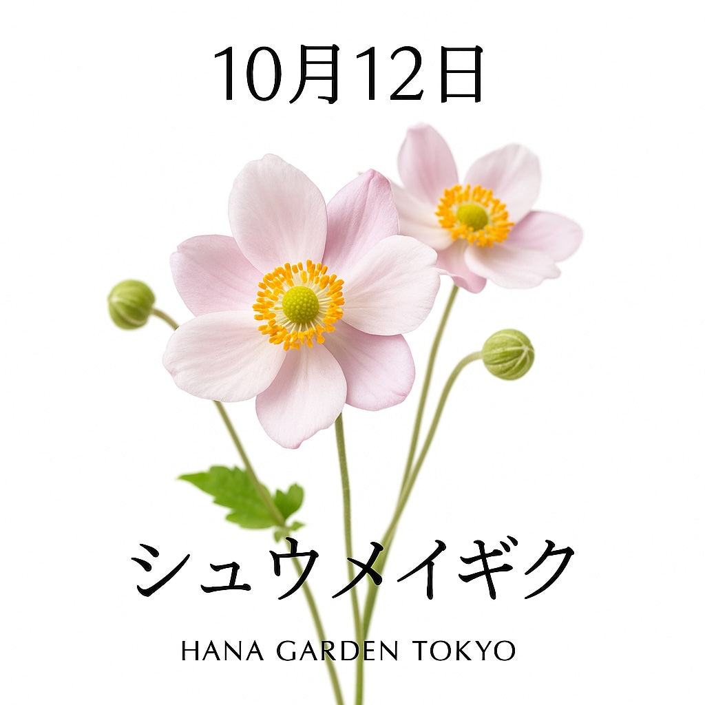 10月12日の誕生花はシュウメイギク｜秋風に揺れる上品な佇まい