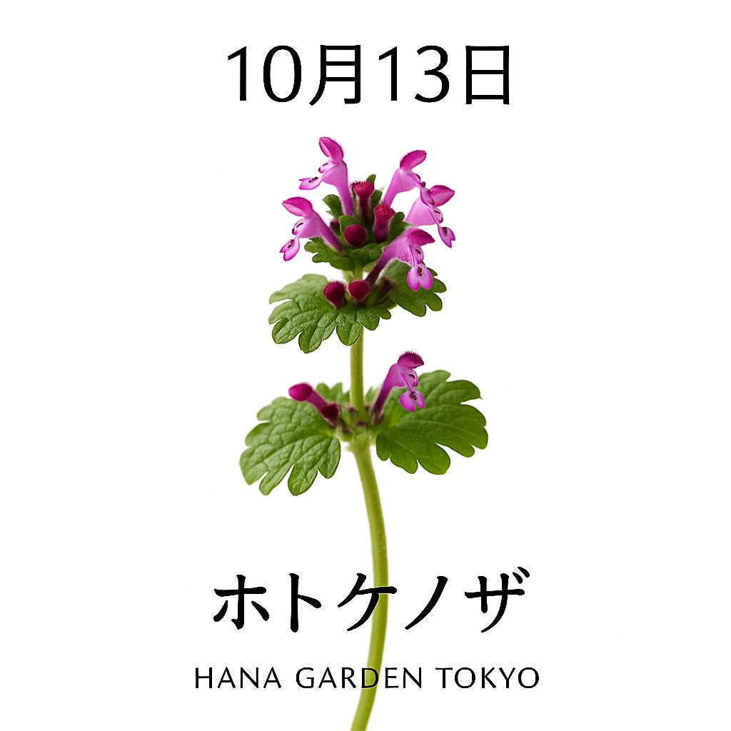 10月13日の誕生花はホトケノザ｜やさしさとぬくもりを感じる秋の野花