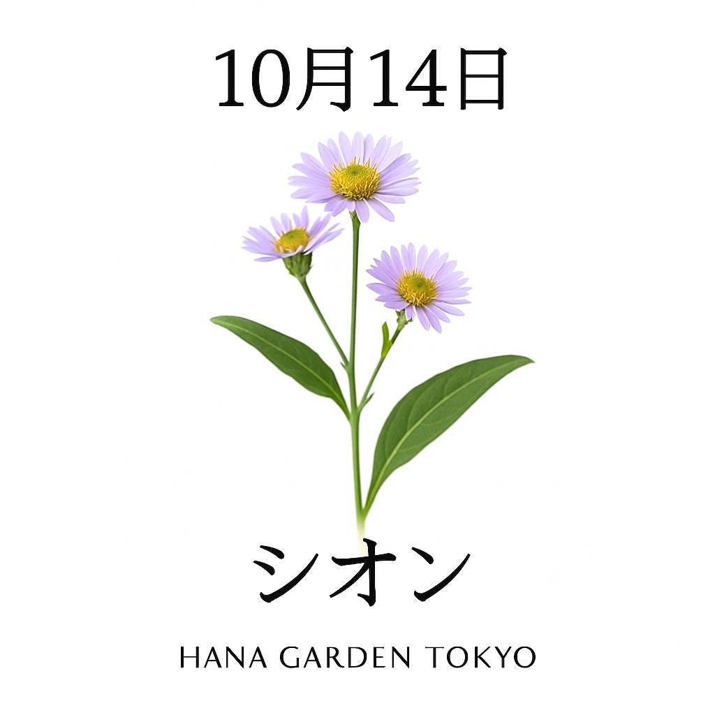 10月14日の誕生花はシオン｜思い出をそっと包む秋の花
