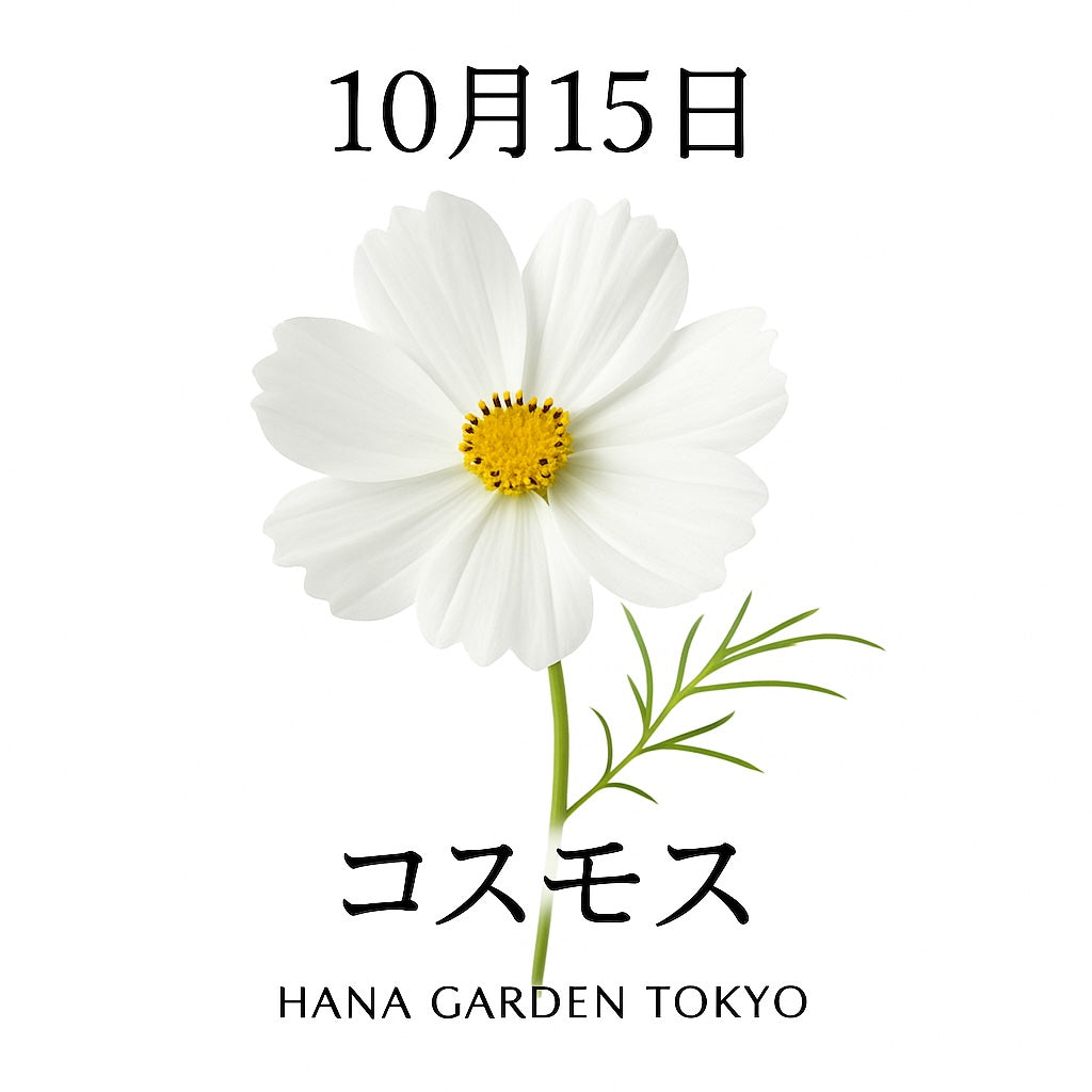 10月15日の誕生花はコスモス（白）｜清らかさと調和を象徴する秋の花