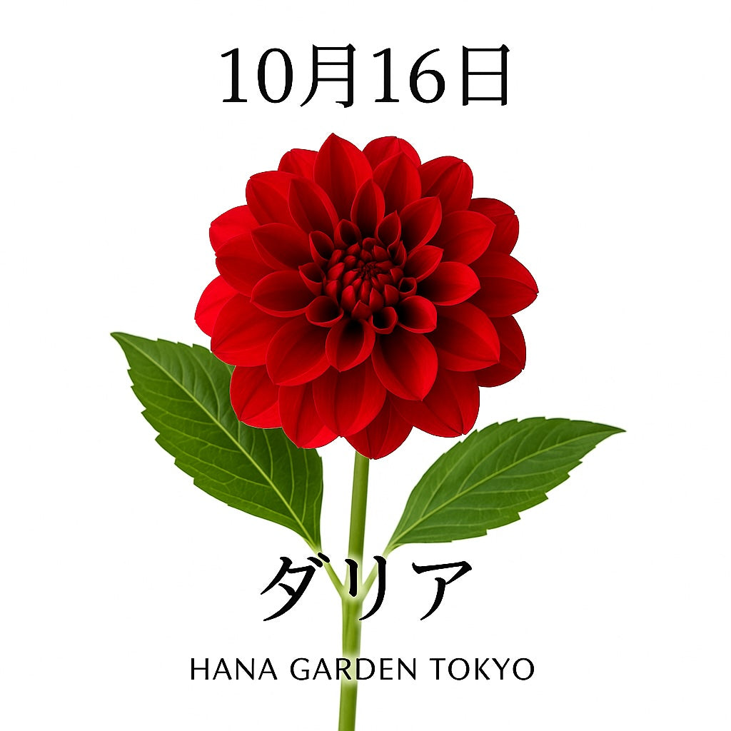 10月16日の誕生花はダリア（赤）｜華やかで情熱的な秋の花