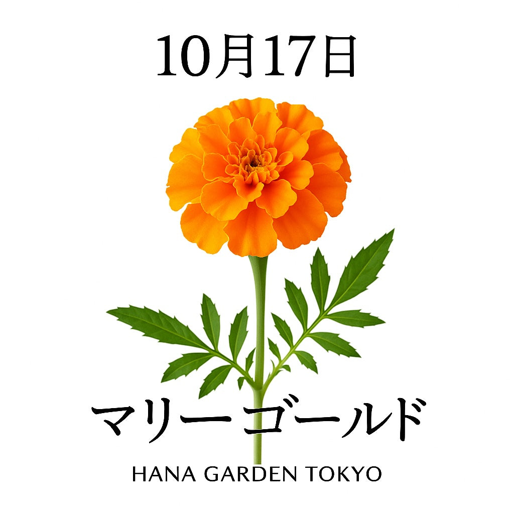 10月17日の誕生花はマリーゴールド｜陽だまりのように明るい秋の花