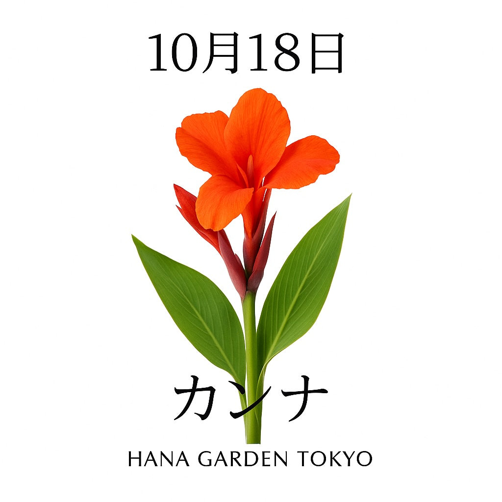 10月18日の誕生花はカンナ｜力強さと情熱を象徴するトロピカルな花