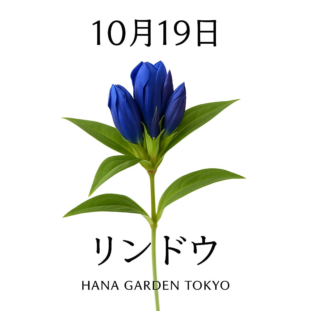 10月19日の誕生花はリンドウ（青）｜誠実と深い思いやりを象徴する秋の花
