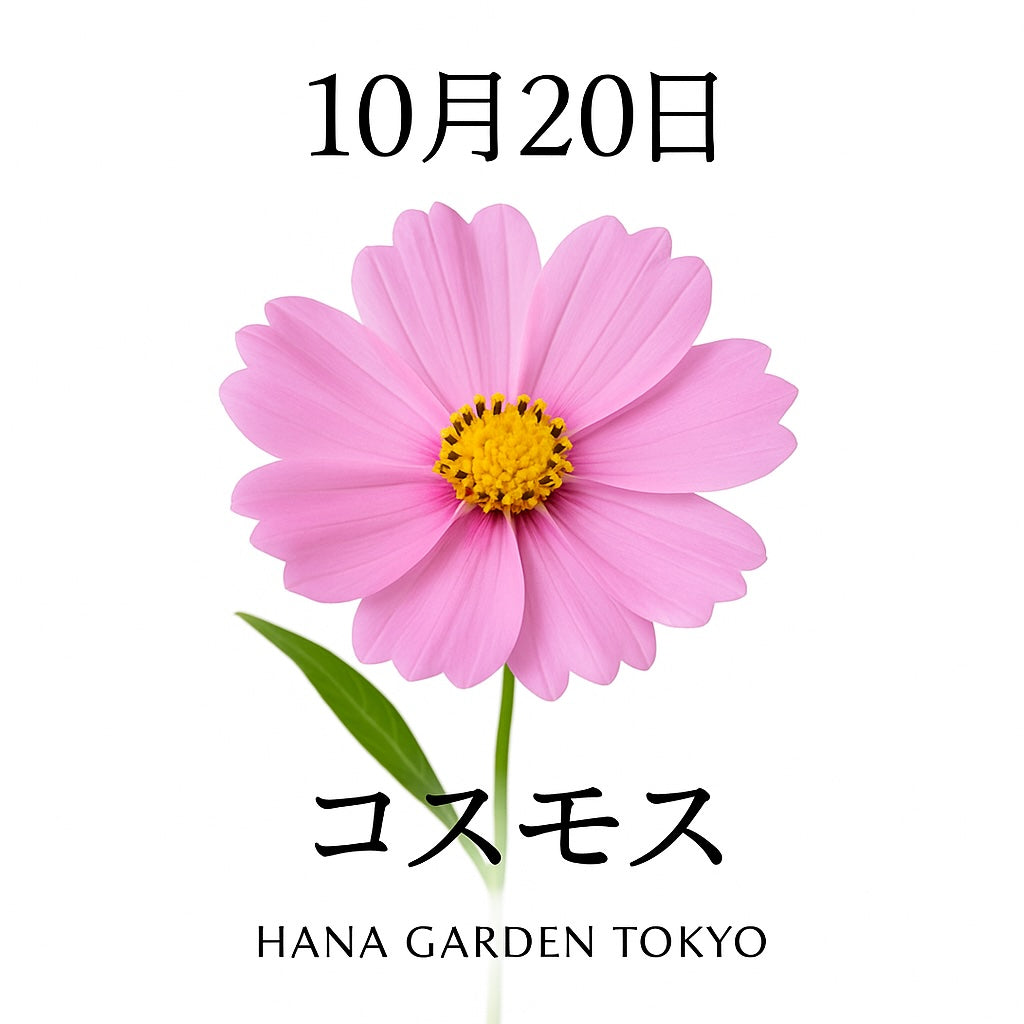 10月20日の誕生花はコスモス（ピンク）｜やさしさと調和を象徴する秋の花
