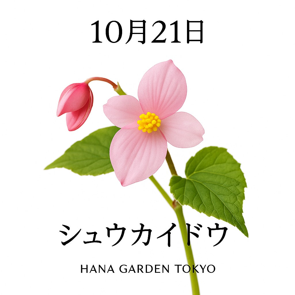 10月21日の誕生花はシュウカイドウ｜秋に映えるやさしい恋の花