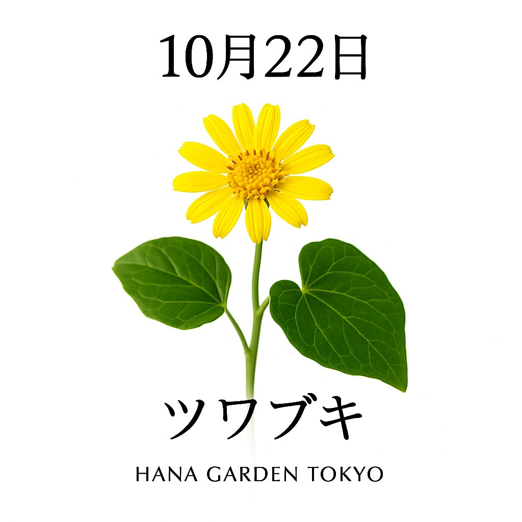 10月22日の誕生花はツワブキ｜逆境に負けない強さを象徴する花