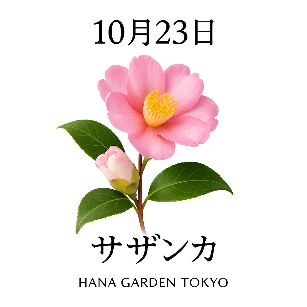 10月23日の誕生花はサザンカ｜静かな強さと優しさを宿す秋の花