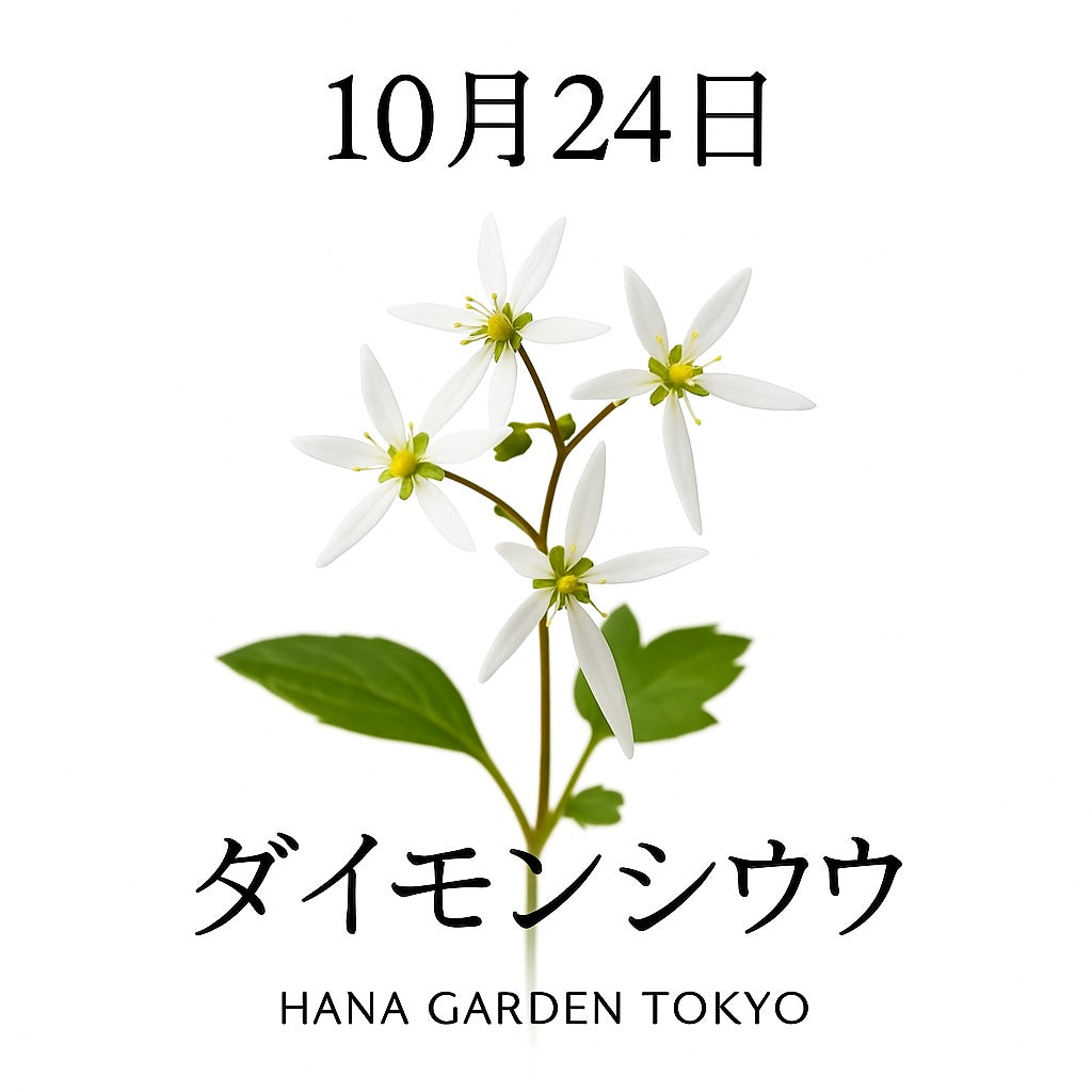 10月24日の誕生花はダイモンジソウ｜個性が光る、秋の山野草