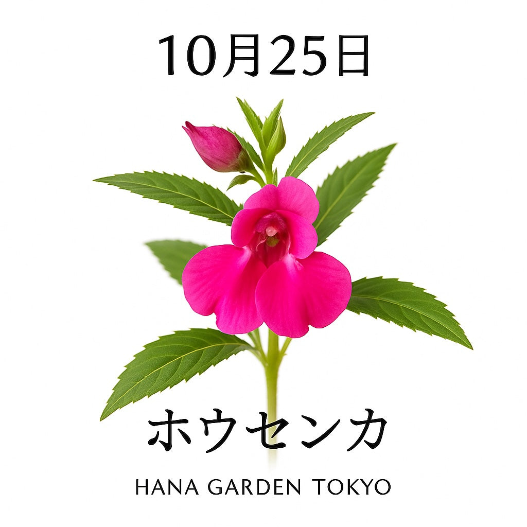 10月25日の誕生花はホウセンカ｜情熱と繊細さを併せ持つ秋の花