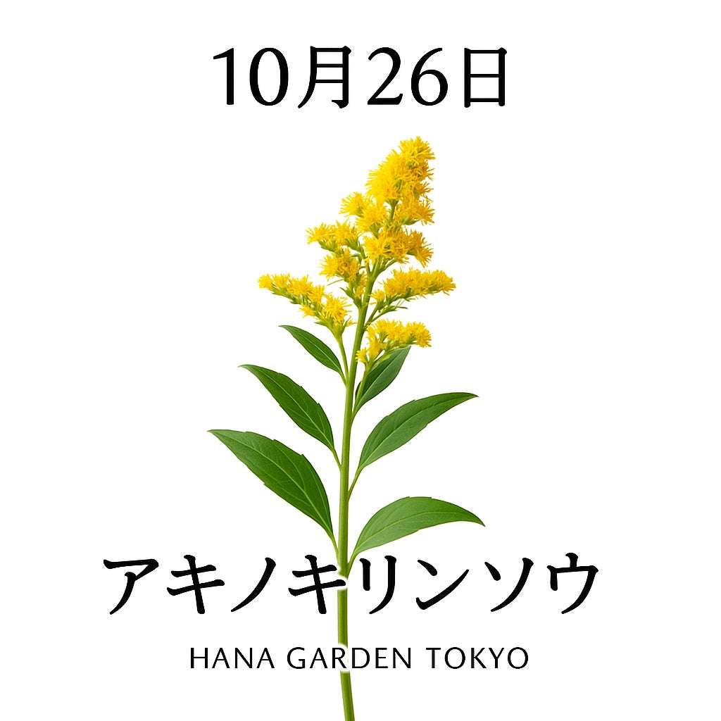 10月26日の誕生花はアキノキリンソウ｜黄金色に輝く、希望の花