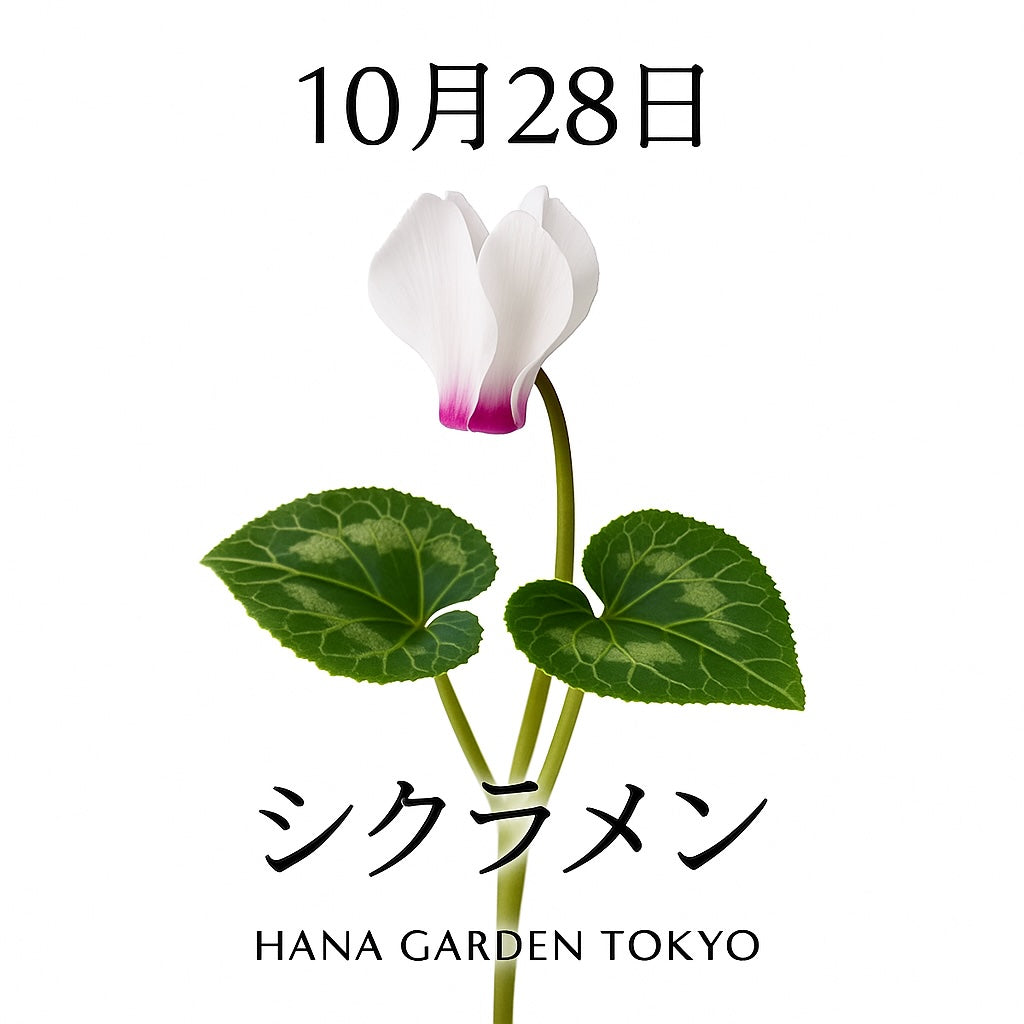 10月28日の誕生花はシクラメン｜優しさと希望を灯す秋の花
