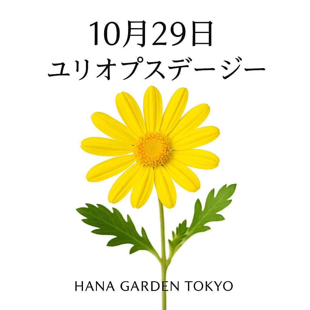  10月29日の誕生花はユリオプスデージー｜秋空に映える明るい黄色の花