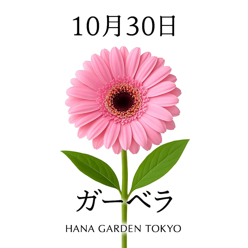 10月30日の誕生花はガーベラ（ピンク）｜感謝と愛らしさを伝える花