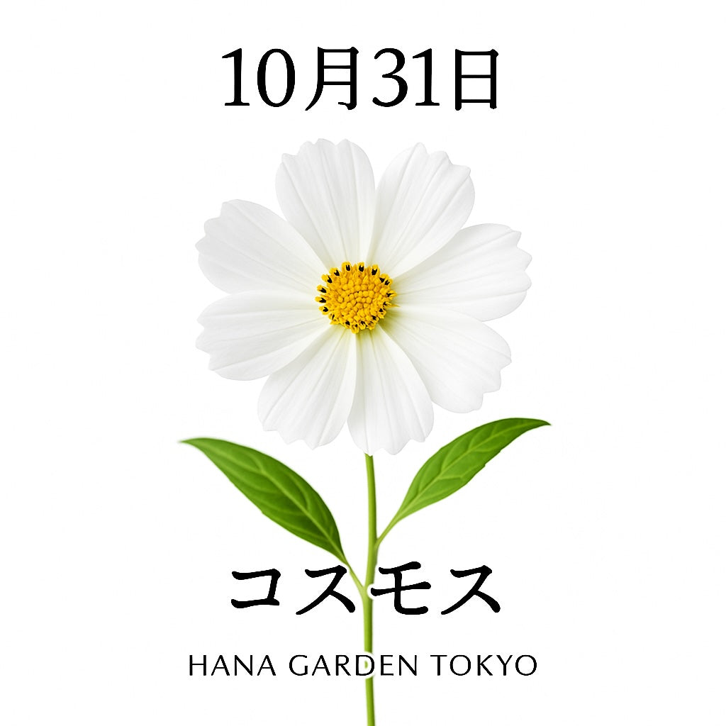 10月31日の誕生花はコスモス（白）｜純潔と調和を象徴する秋の花