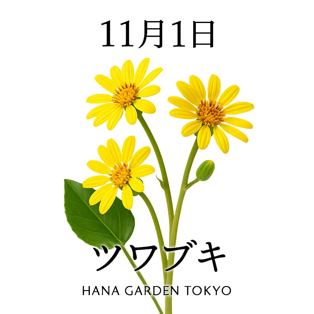 11月1日の誕生花はツワブキ｜困難に負けずに咲く、晩秋の黄色い花