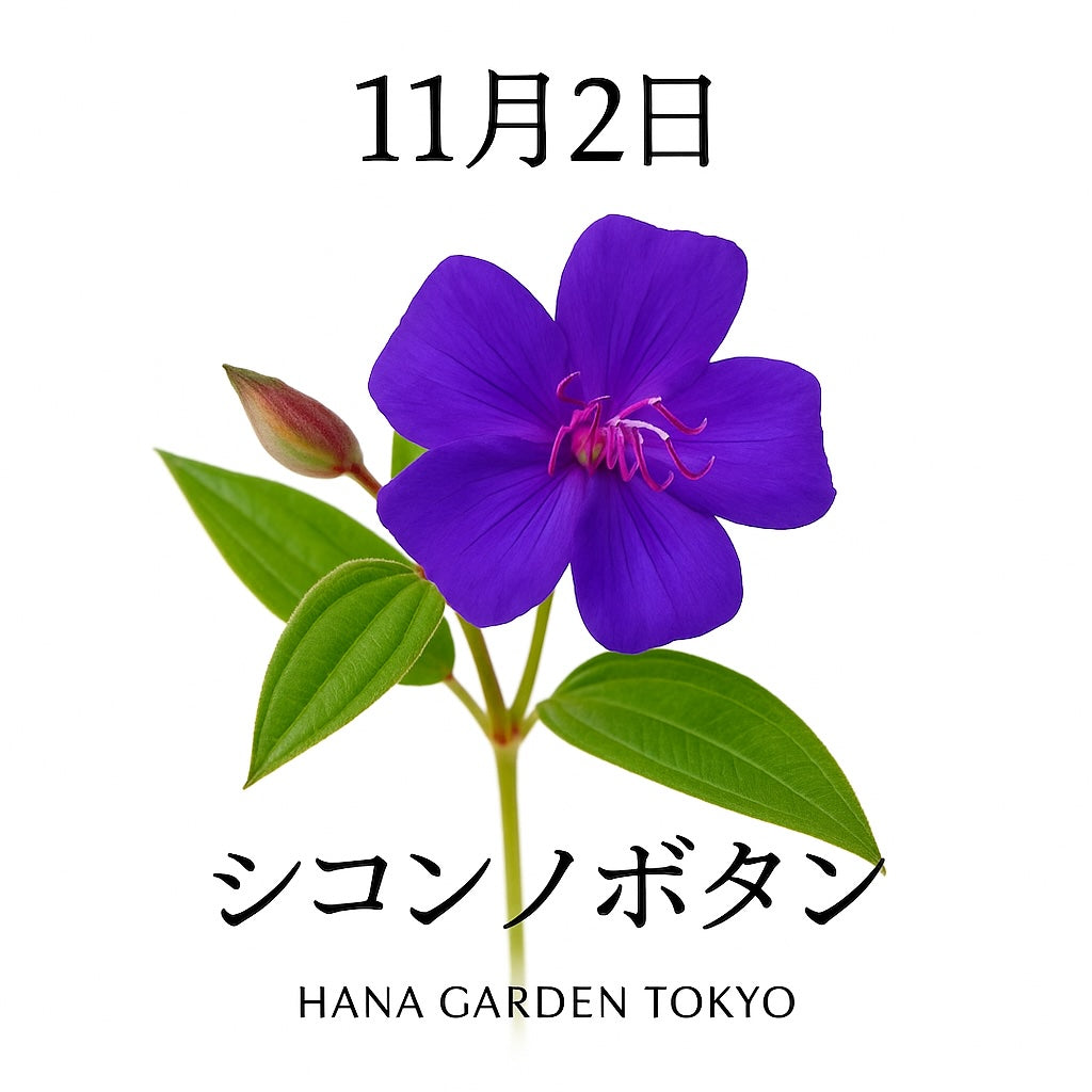 11月2日の誕生花はシコンノボタン｜深い紫が魅せる気品と情熱