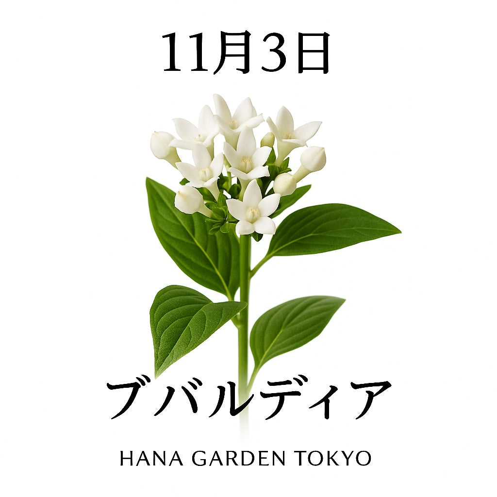11月3日の誕生花はブバルディア｜清らかに咲く希望の花