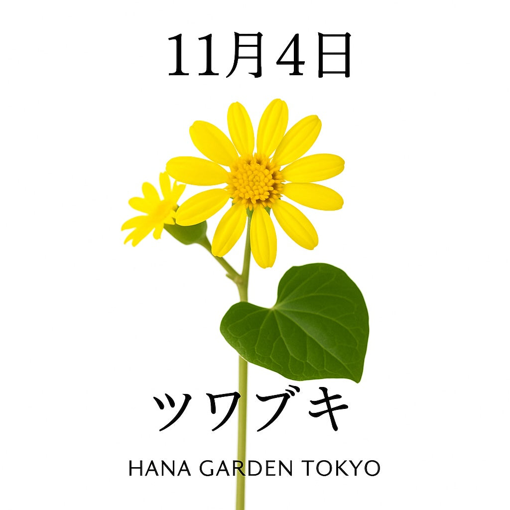11月4日の誕生花はツワブキ｜静けさの中に光を灯す花