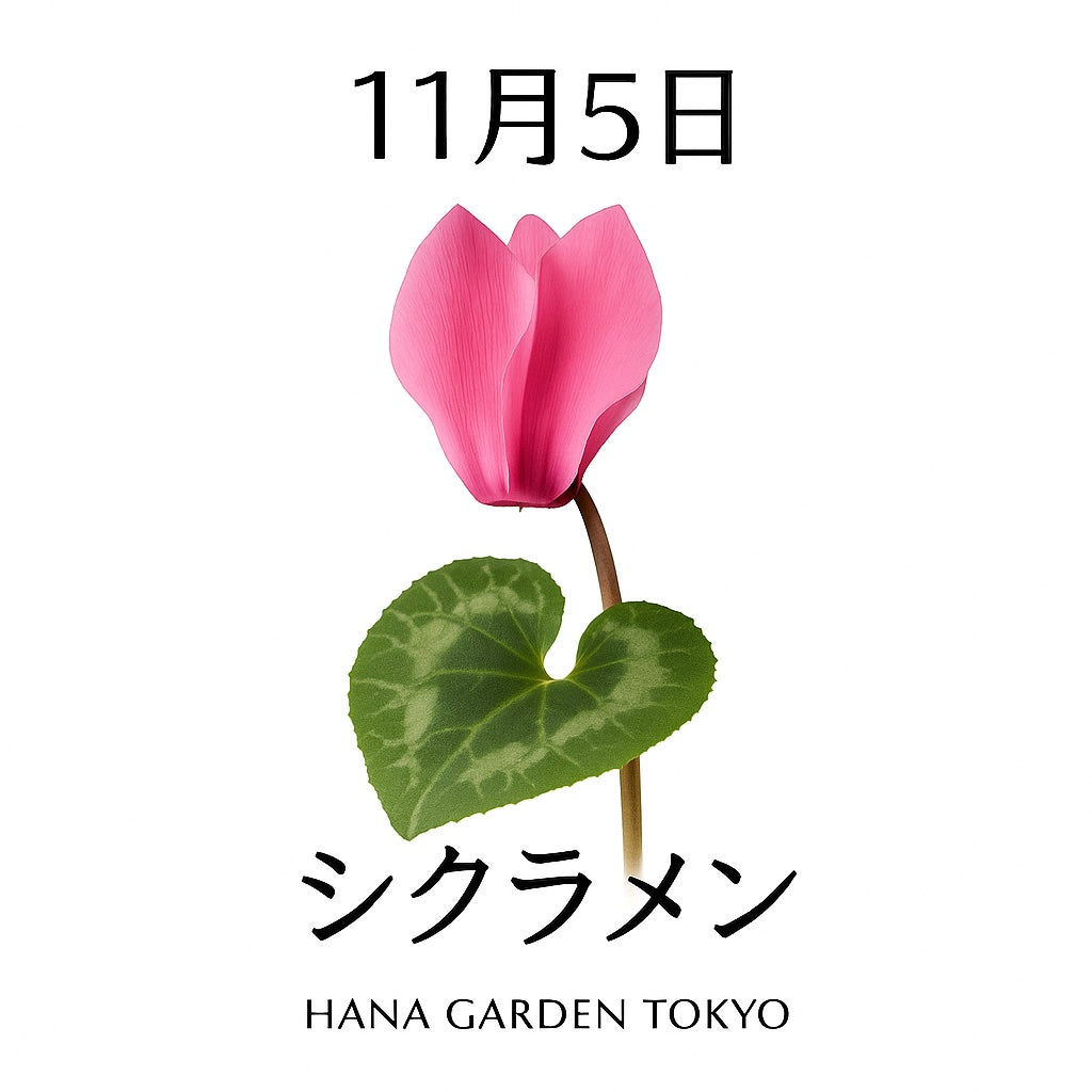 11月5日の誕生花はシクラメン｜やさしさと絆を伝える冬のはじまりの花