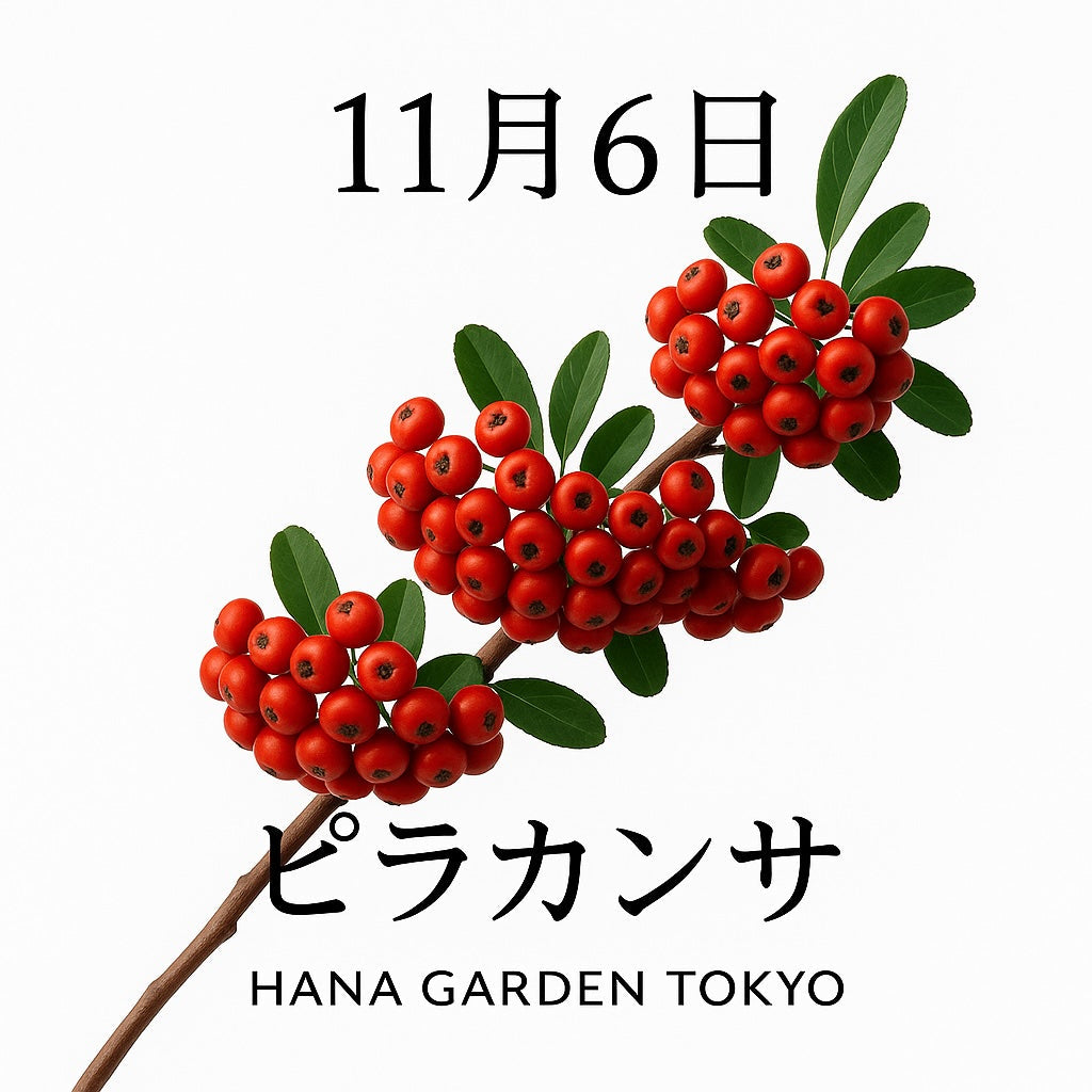 11月6日の誕生花はピラカンサ｜燃ゆる想いを灯す赤い実