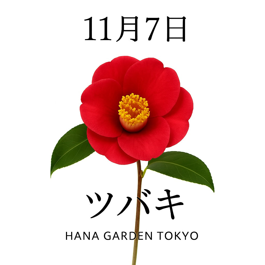11月7日の誕生花はツバキ｜凛とした美しさに秘めた情熱
