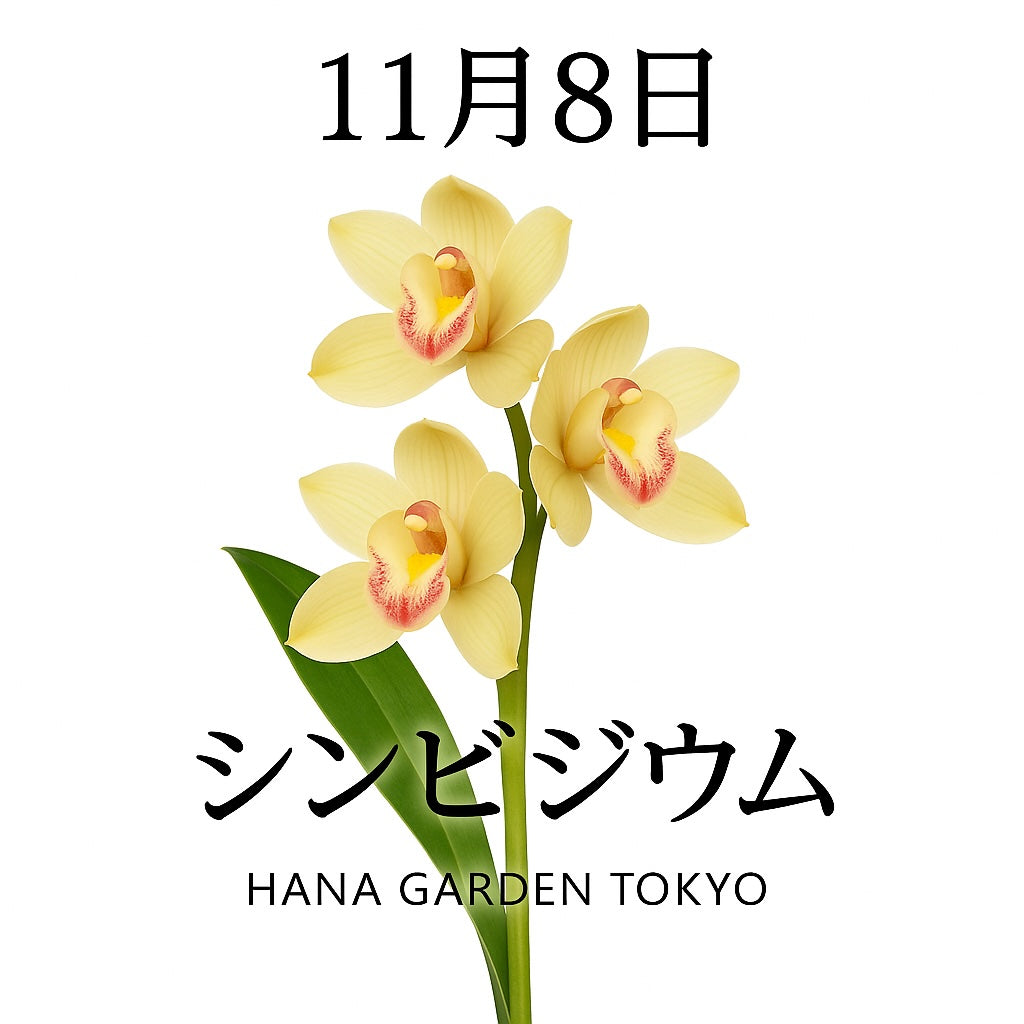 11月8日の誕生花はシンビジウム｜気品と温もりをあわせ持つ冬の花