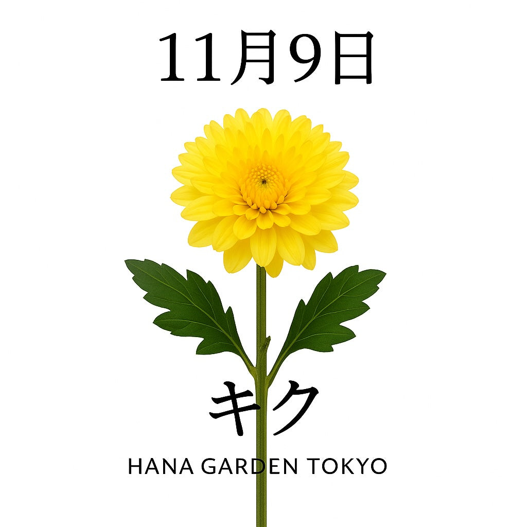 11月9日の誕生花はキク｜品格と誠実を象徴する秋の花