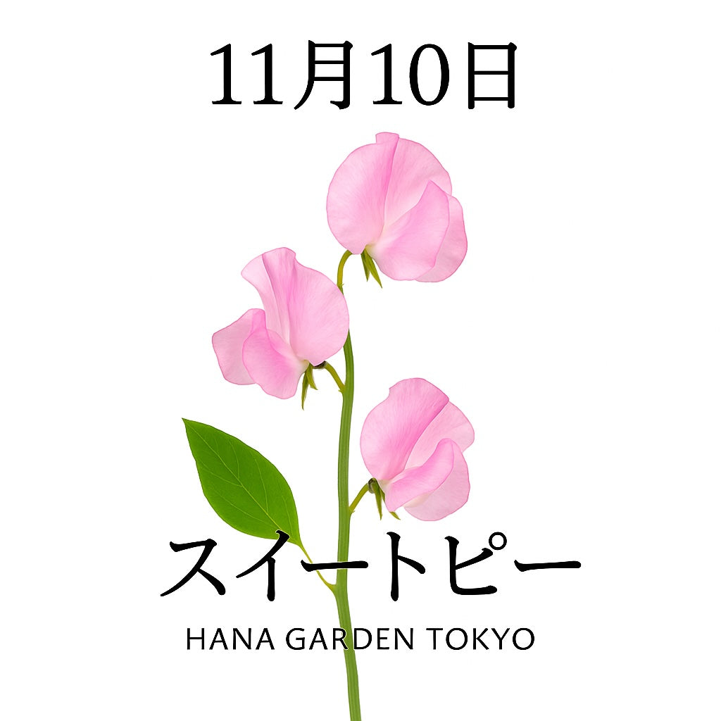 11月10日の誕生花はスイートピー｜優しい香りに包まれる希望の花