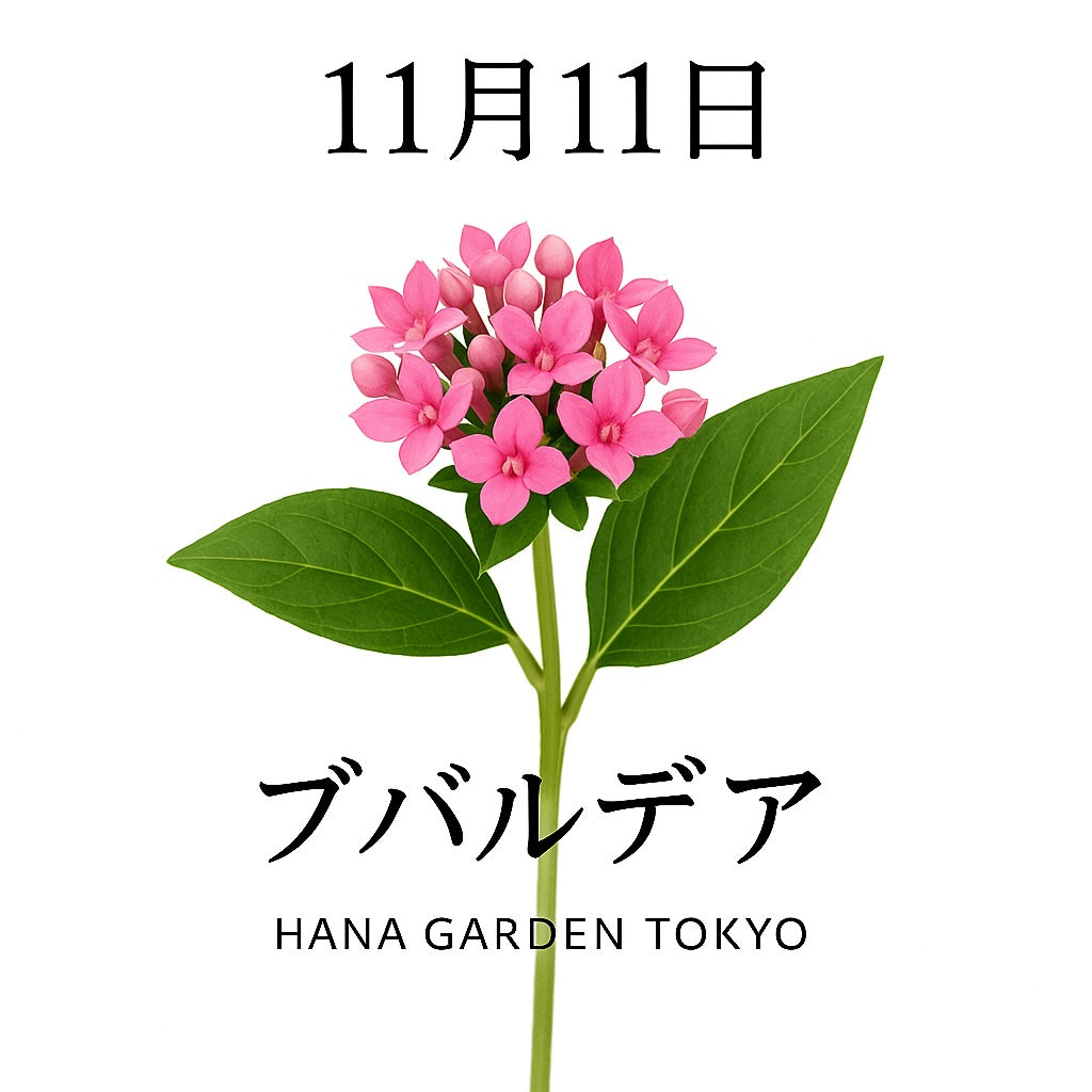 11月11日の誕生花はブバルディア｜小さな花々が奏でる幸福のメロディ